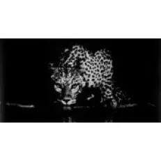 Collection Taittinger Taittinger de Sebastiao Salgado