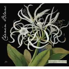 Botanica Vins Mary Delany Chenin Blanc