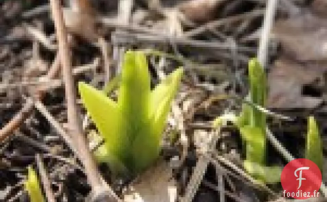 Salade de Chou Frisé