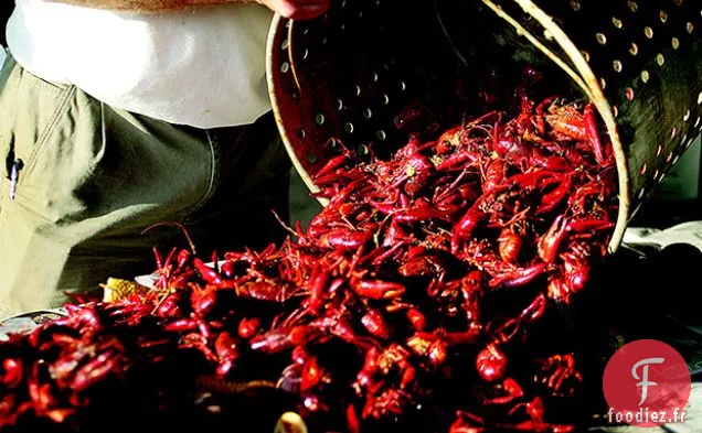 Lien Famille Écrevisses Bouillir