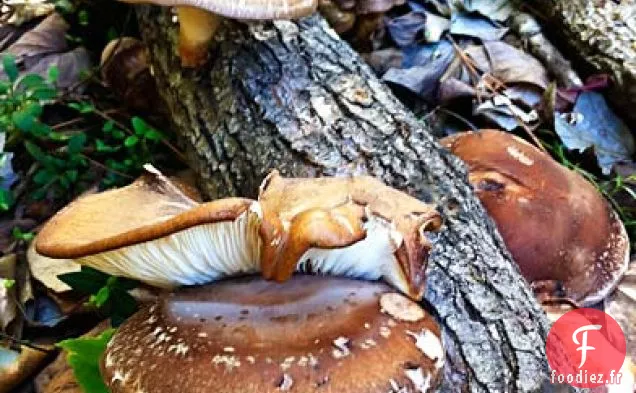 Soupe aux Choux de Bruxelles et Champignons Shiitake