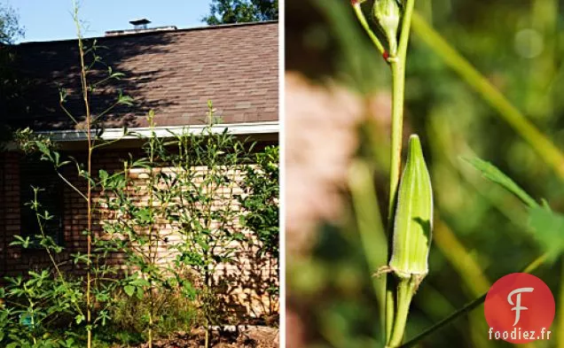 Gombo de Patates Douces, de Gombo et de pois chiches