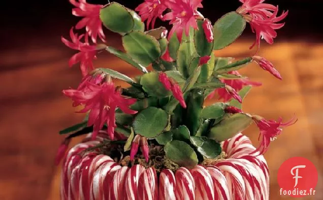 Jardinière de Canne à Sucre