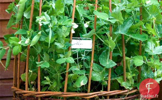 Coup De Cœur Précoce Aux Pois Et À La Feta Du Hertfordshire