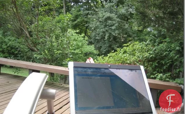 Salades d'Épinards Colossales