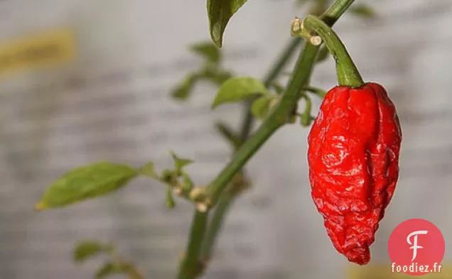 Chaleur grave: Que faire avec Bhut Jolokia, le Chili le plus chaud du monde