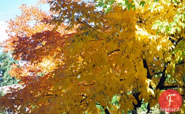 Ragoût de Bœuf (Bison) et d'Orge aux Légumes-Racines