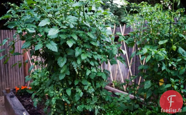 Salade d'Orzo aux Tomates Cerises