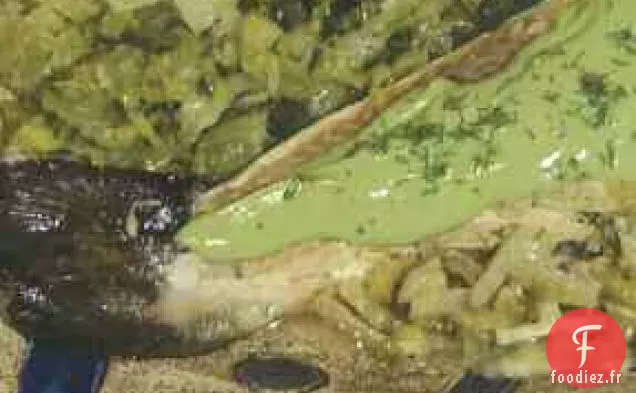 Saumon Cuit au Four avec Sauce à l'Avocat