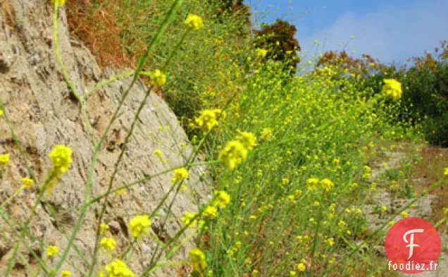 Timbales à la Crème de Moutarde et Champignons