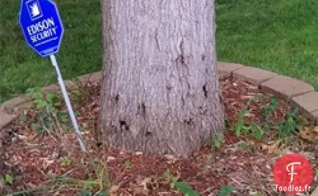 Soufflé au Fromage Cottage