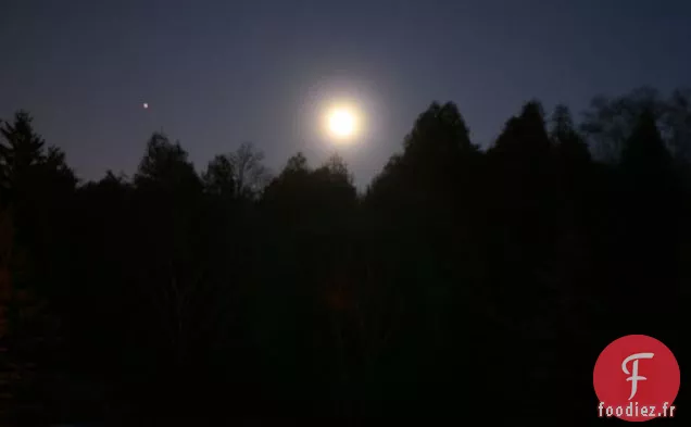 Muffins à l'Épeautre aux Carottes et au Chia
