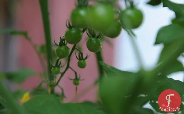 Tomates Indiennes Chaudes et Épicées