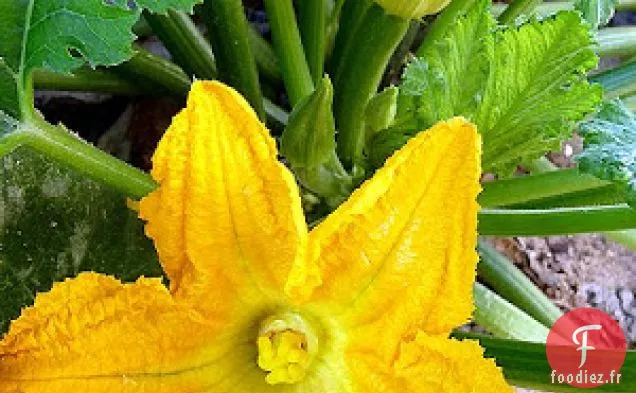 Nachos Aux Courgettes