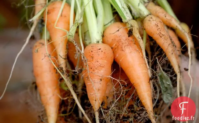 Carottes Bio Chaudes Aux Lentilles Du Puy Et Salé D'Été
