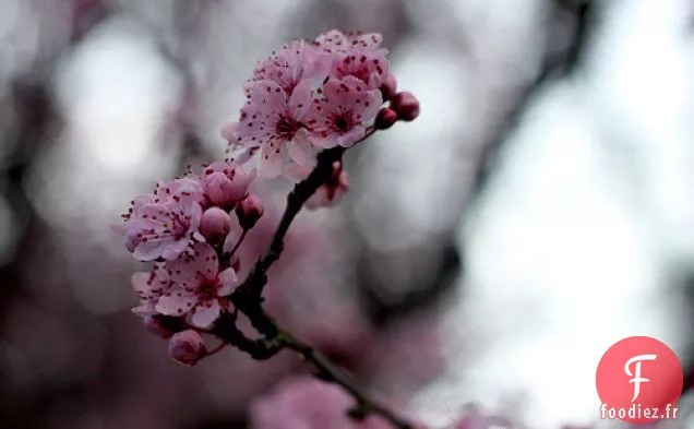 Salade De Printemps, En Quelque Sorte