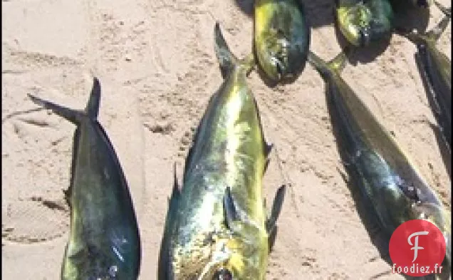Grec Mahi Mahi