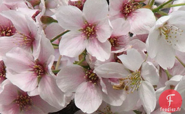 Chirashi-zushi (sushi dispersé)