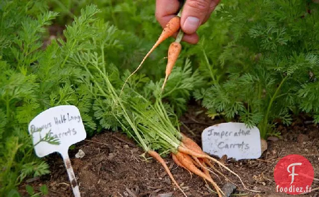 Recette De Carottes Printanières À la Menthe Et Au Quinoa