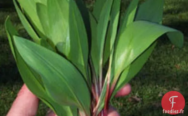 Recette de Poireaux Sauvages Marinés de Momofuku / Bulbes de rampe