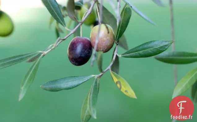 Côtelettes De Porc Grillées Avec Glaçage À L'Érable Aux Pommes Et Aux canneberges