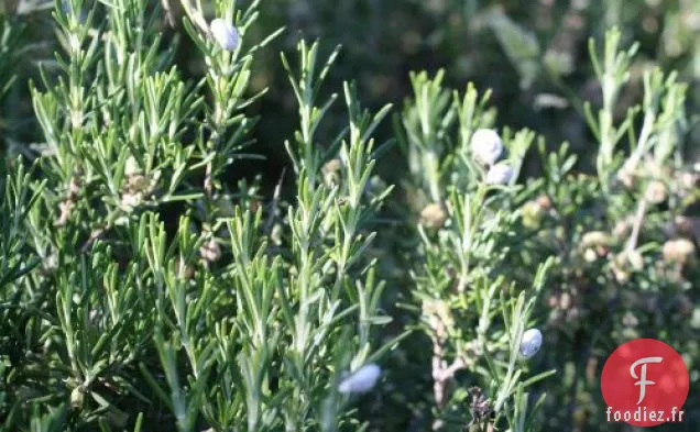 Français En Un Éclair : Brochettes D'Agneau Et Romarin Aux Abricots Cr