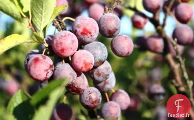 Gelée de Prune de Plage