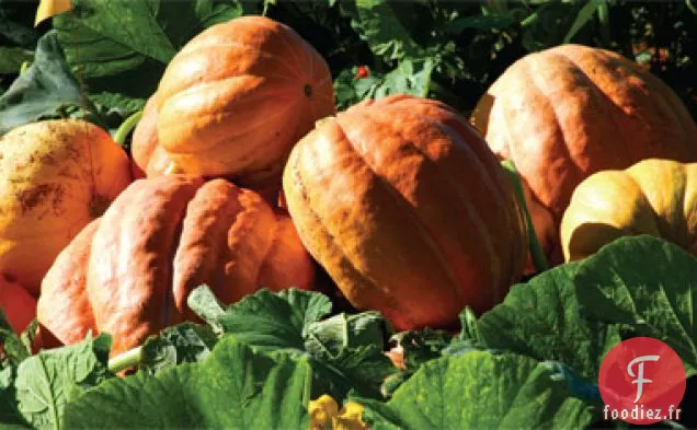 Croquant de Macadamia aux Canneberges Réfrigéré