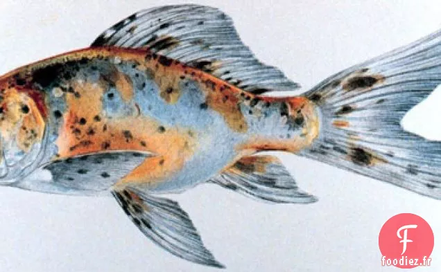 Français En Un Éclair : Truite En Papillotte