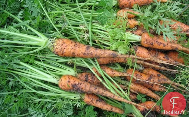 Soupe de Carottes et Coriandre Rôties