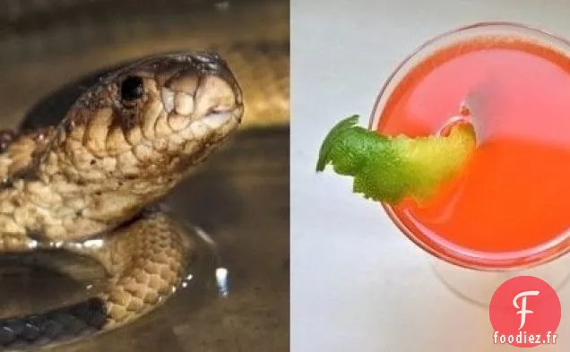 Cocktail Hommage Pour Le Cocktail Cobra Straight Up Du Zoo Du Bronx
