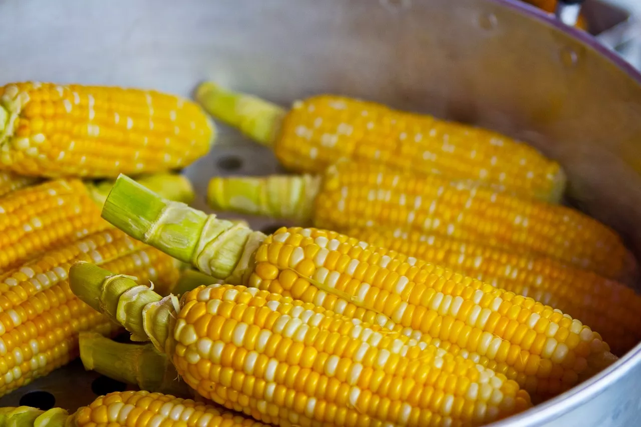Recettes d'épis de maïs : idées faciles et délicieuses pour votre prochain repas